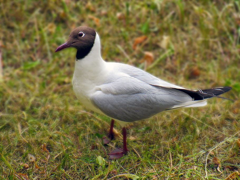 seagull, grass, walks, bird, white, animal themes, vertebrate HD wallpaper