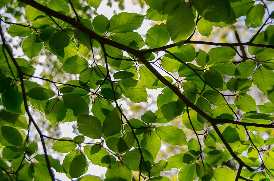 green leafed tree, leafs, spring, fresh, beech, branch, eco HD wallpaper