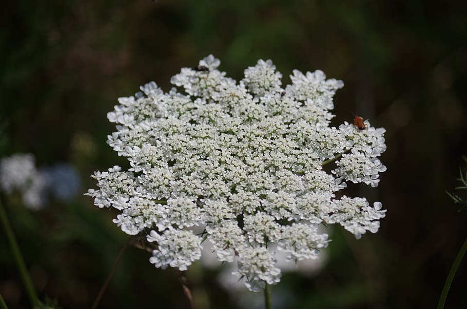 mouse tail, meadow flowers, white flower, plant, beauty in nature HD wallpaper