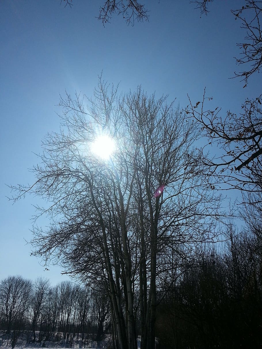 tree, winter sun, landscape, nature, sky, outdoors, plant, low angle view HD wallpaper