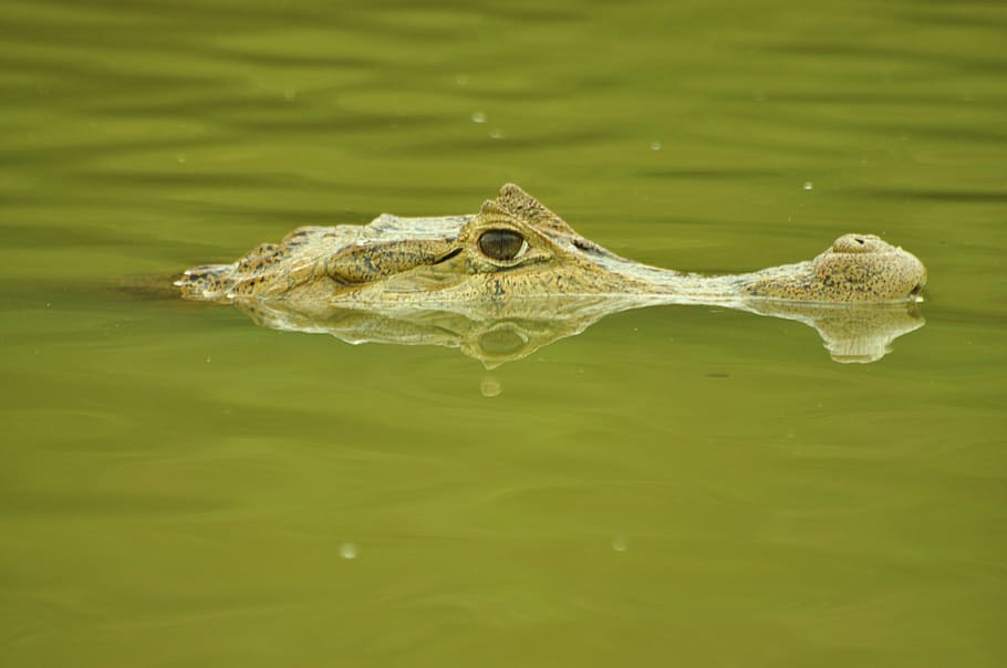 crocodile, cayman, cocodrile, animal themes, animals in the wild HD wallpaper