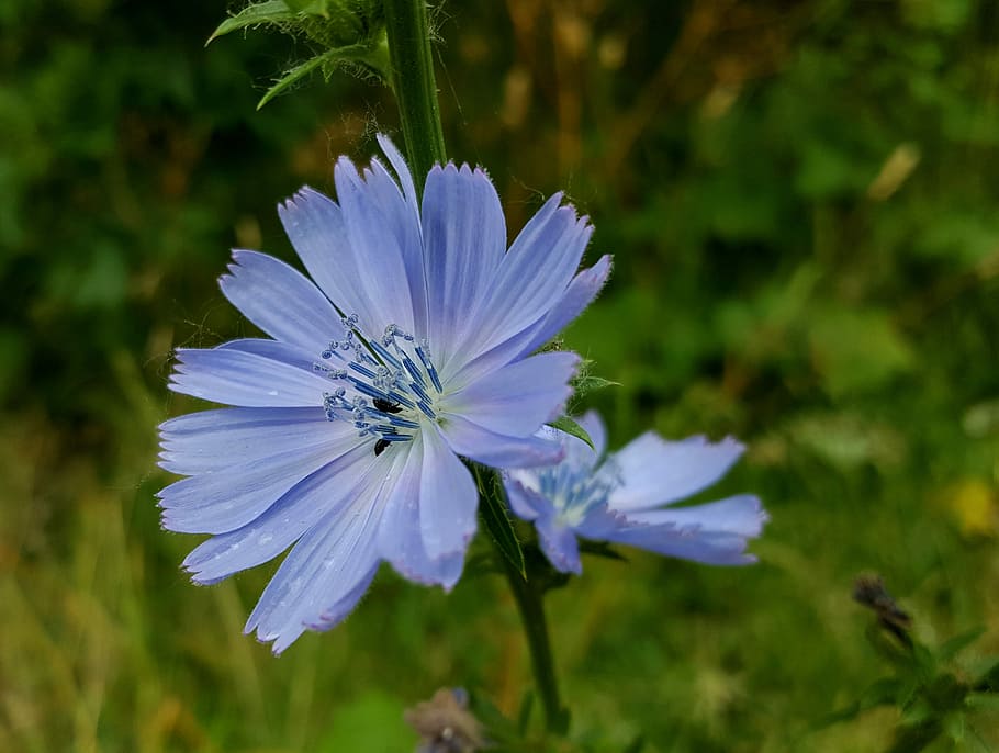 Chicory, Beetles, Flower, nature, growth, petal, flower head HD wallpaper