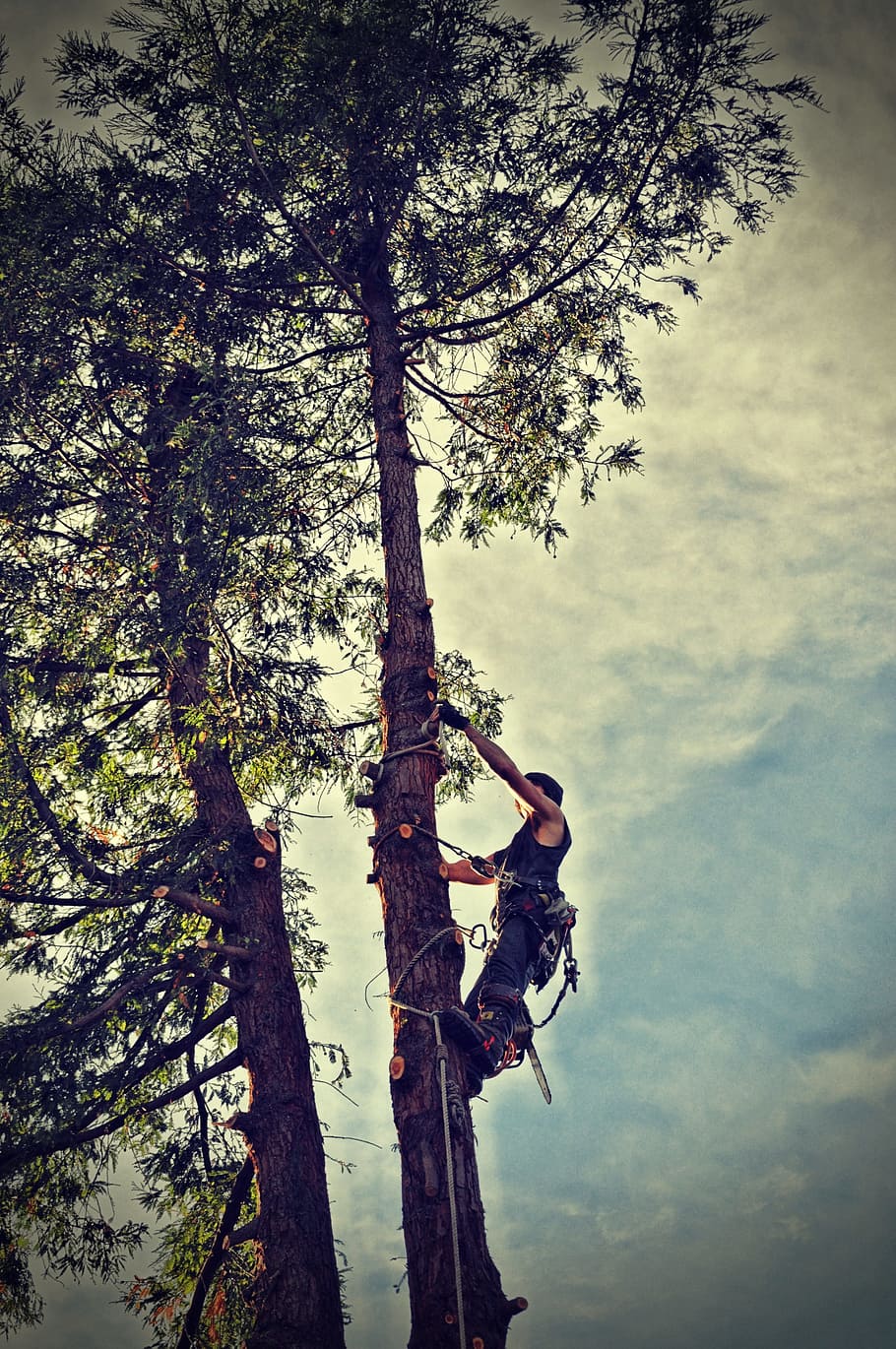 tree, tree removal, chainsaw, plant, nature, sky, branch, one person HD wallpaper