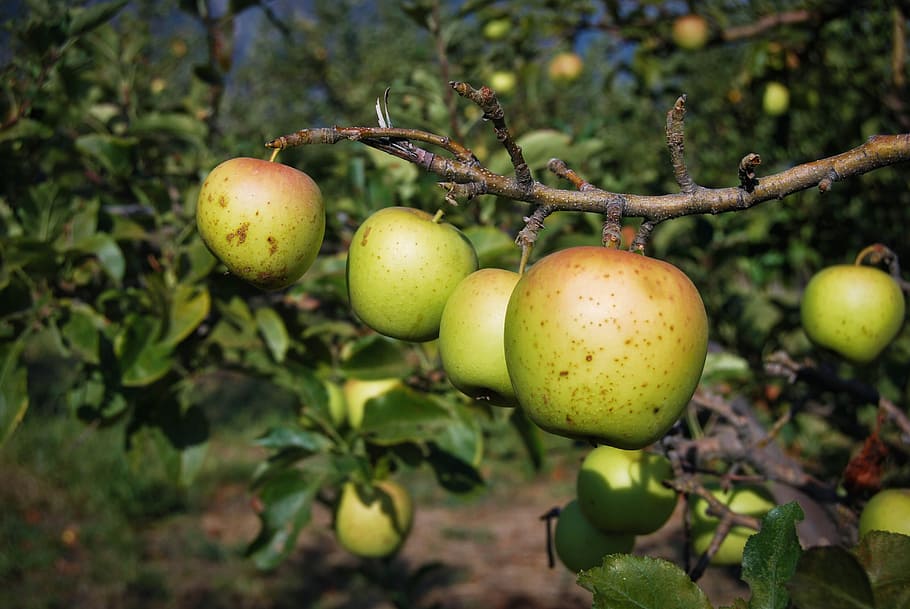 apples, fruit, organic, ripe, harvest, delicious, nutrition HD wallpaper