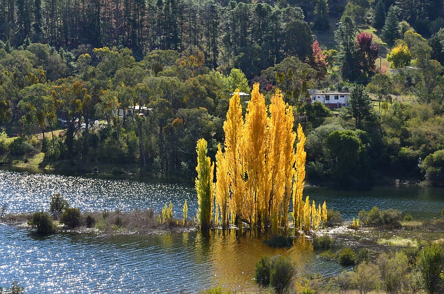 pine tree forest near body of water, autumn, fall, nature, yellow HD wallpaper