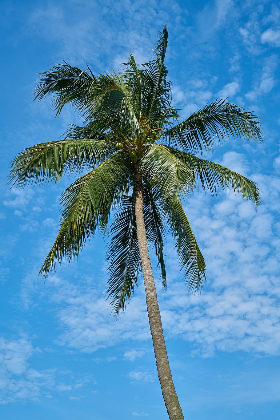 palm, blue, tree, green, nature, beach, tropical, season, summer HD wallpaper