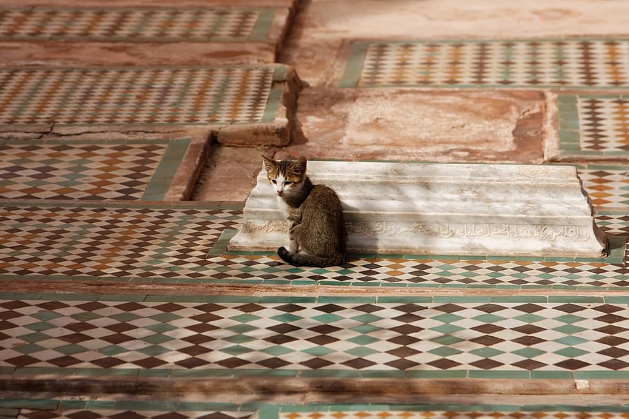 cat, mosaic, morocco, animal themes, one animal, mammal, architecture HD wallpaper