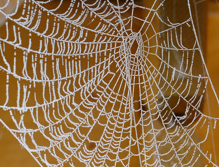 winter, cold, ice, wintry, frost, hoarfrost, frozen, spider HD wallpaper
