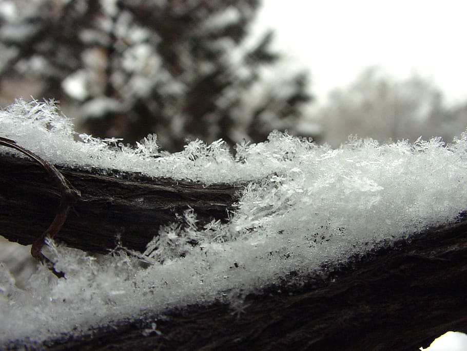 snow, snowflakes, winter, cold, frost, snowflake frost, branch HD wallpaper