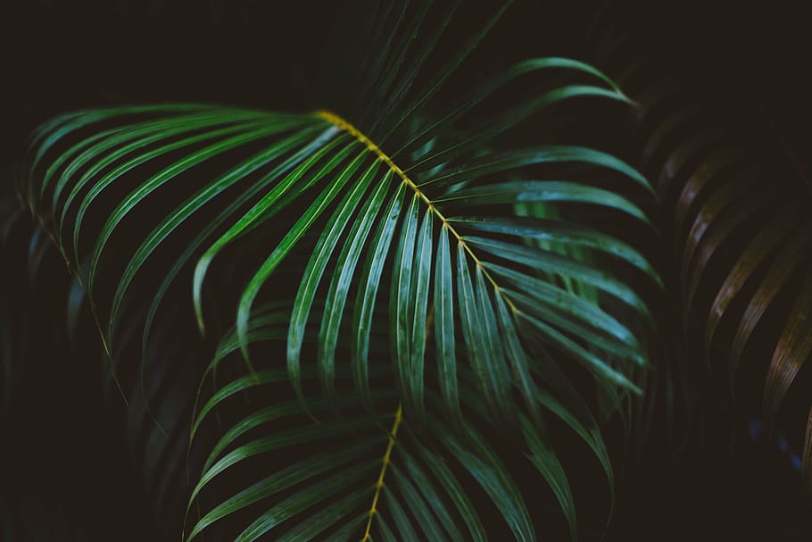 palm plant leaf, frond, green, leaves, nature, palm tree, palm leaf, HD wallpaper