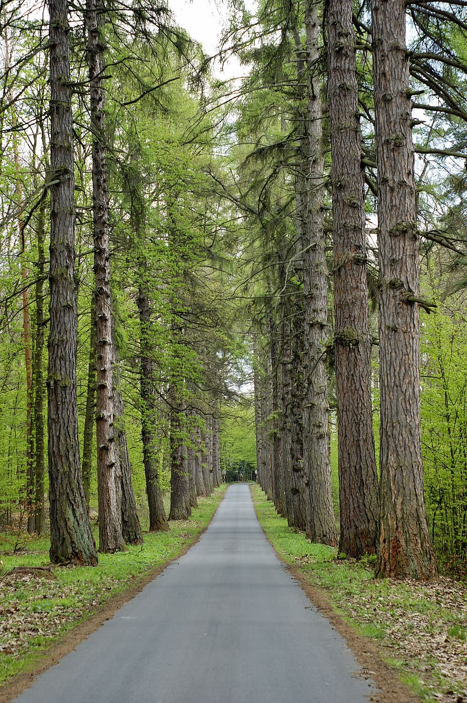road between trees during daytime, forest, landscape, travel