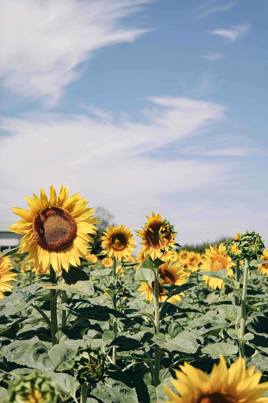 sunflower field under blue skies, common sunflowers under white sky, HD wallpaper