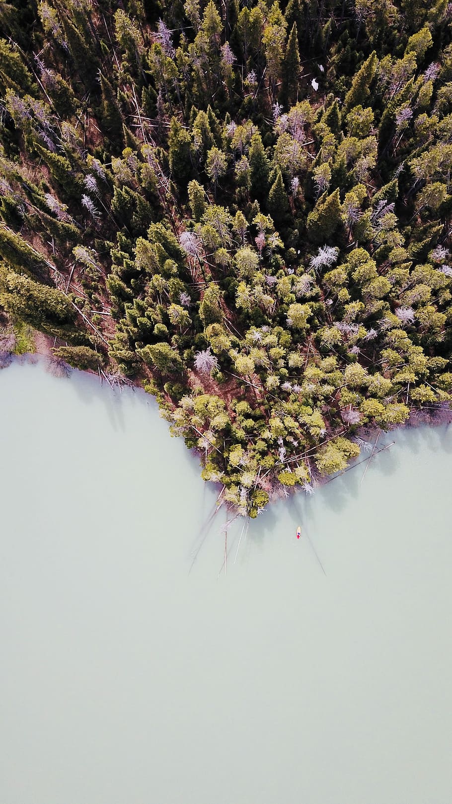 Murky Kayak, top view photography of trees and body of water at daytime HD wallpaper