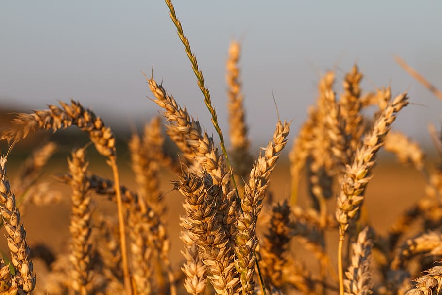 cornfield, grain, wheat, spike, agriculture, close, sun, cereals HD wallpaper