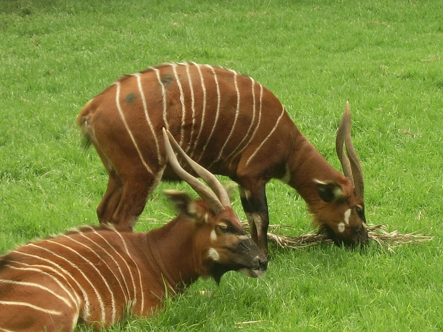 Antelope, Central Africa, Endangered, bongo, animal, wildlife, HD wallpaper