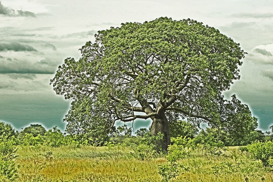 tree, landscape, nature, green, hdr, plant, beauty in nature HD wallpaper