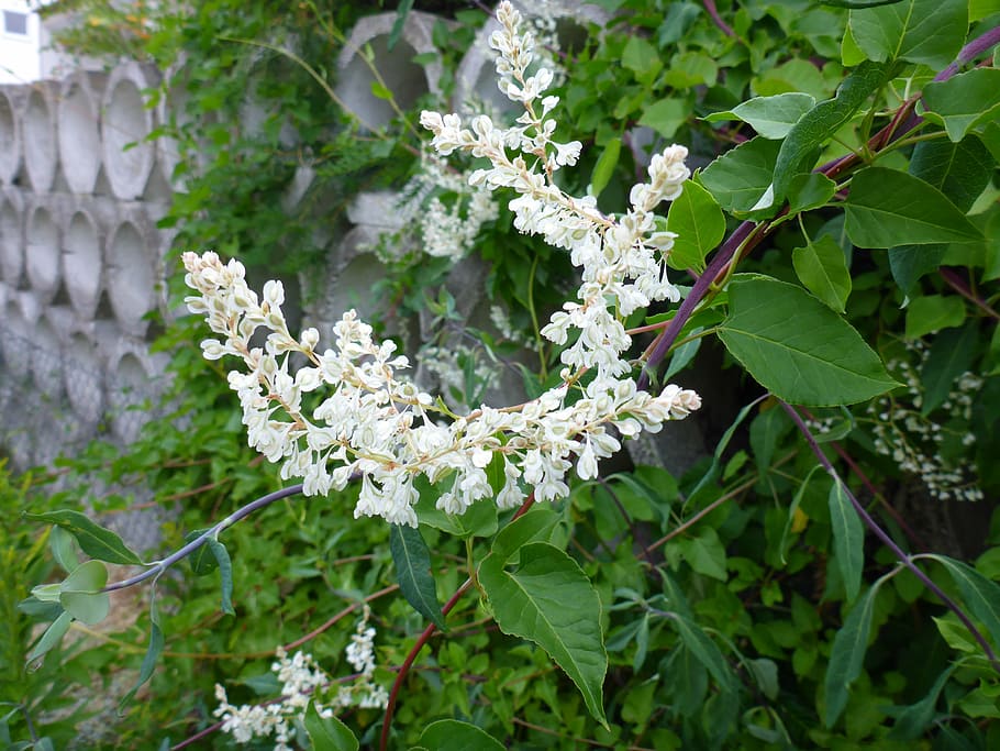 honeysuckle, blossom, bloom, white, periwinkle, plant, climber HD wallpaper