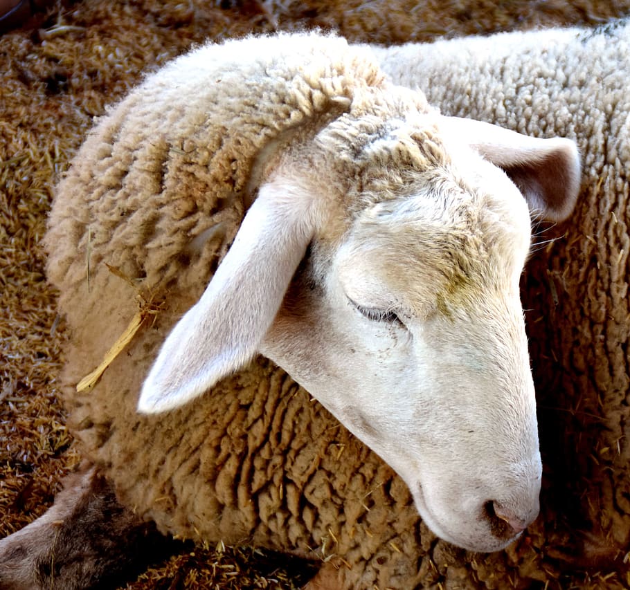sheep, animal, wool, animal themes, mammal, livestock, domestic animals HD wallpaper