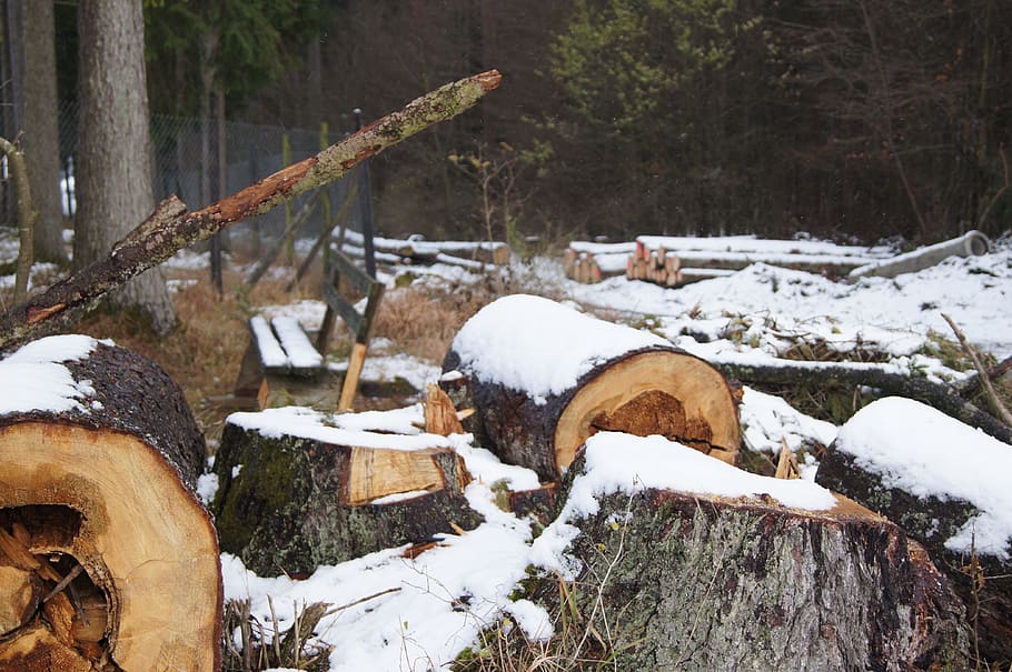 wood, tree, winter, log, nature, forester, forestry department HD wallpaper