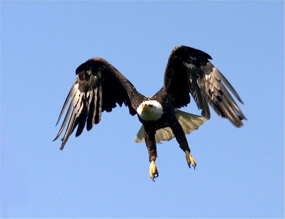 bald eagle, flight, nature, bird, flying, wildlife, american HD wallpaper