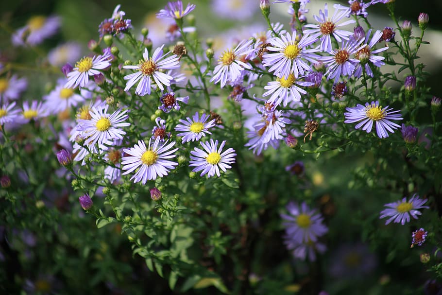 daisy, flowers, summer, flowering plant, freshness, fragility HD wallpaper