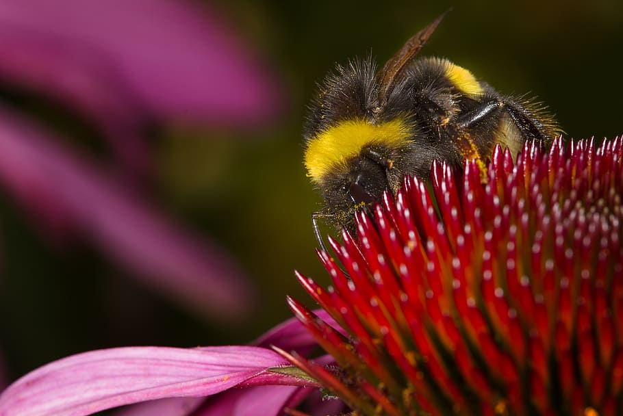 echinacea, bumblebee, flower, nature, flowers, garden, summer HD wallpaper