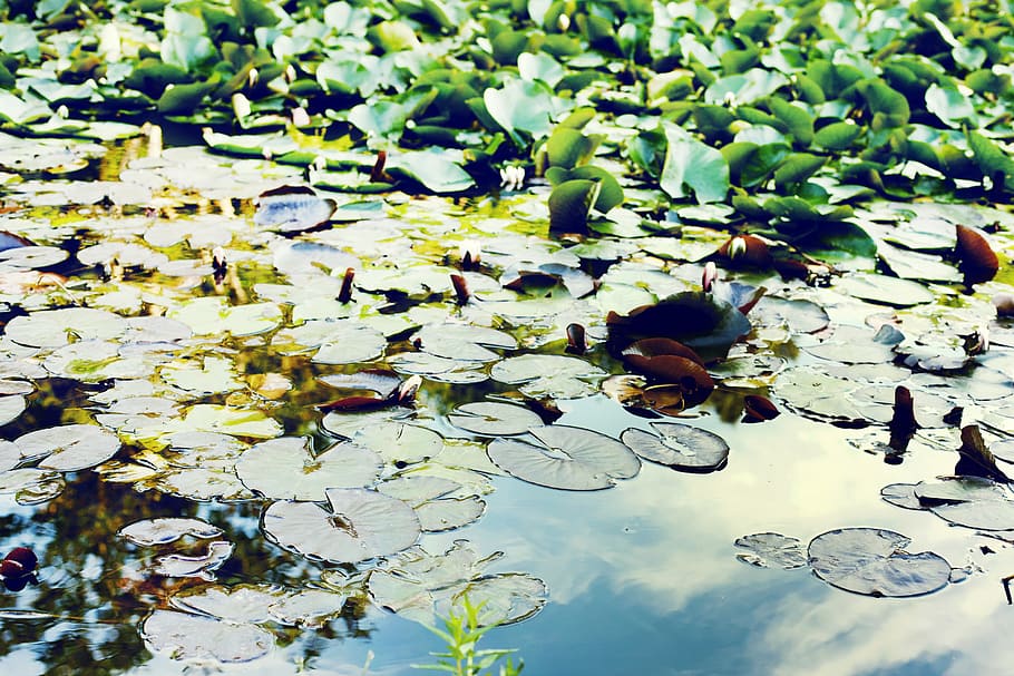 pond, water, green, floating pondweed, potamogeton natans, floating fern, HD wallpaper