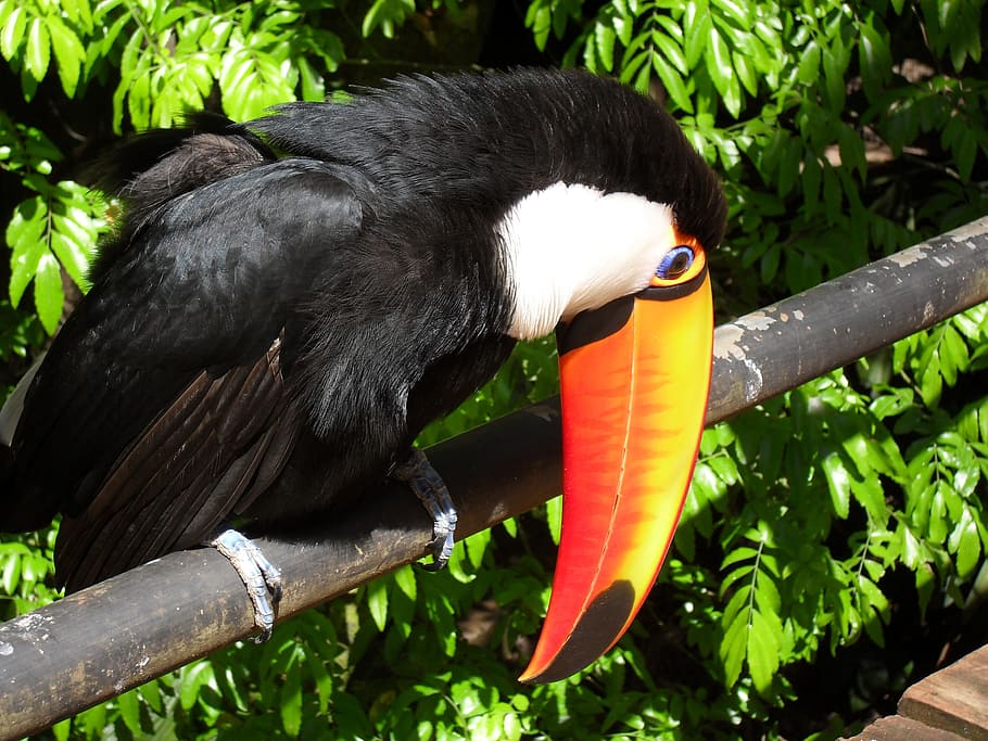 toucan on metal rod, tucano, bird, brazil, nature, cataracts, HD wallpaper
