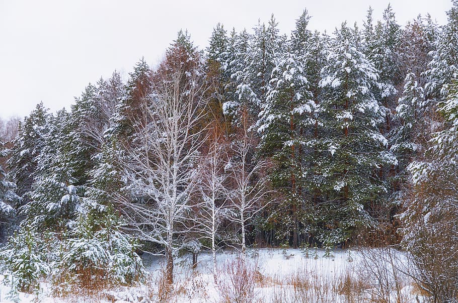 Forest, Snow, Winter, winter forest, trees, nature, snow winter nature HD wallpaper