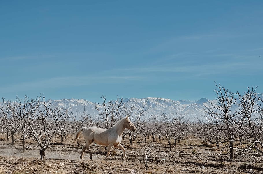 white stallion running on ground next to leafless trees, white horse near trese HD wallpaper