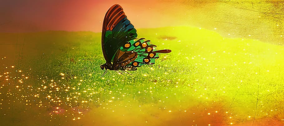 green and red butterfly illustration, insect, color, moss, moss carpet HD wallpaper