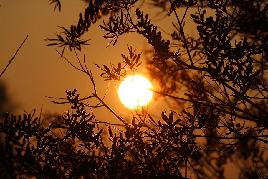 Sun, Morning, Tree, Nature, Atmospheric, skies, orange, sunset HD wallpaper