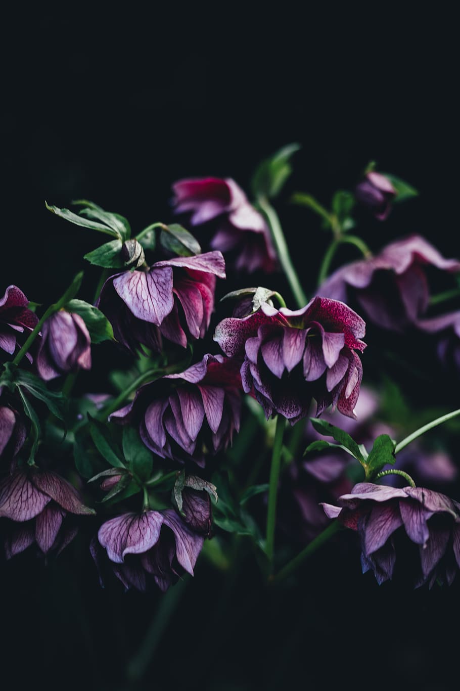 dark, leaf, plant, nature, flowering plant, beauty in nature HD wallpaper