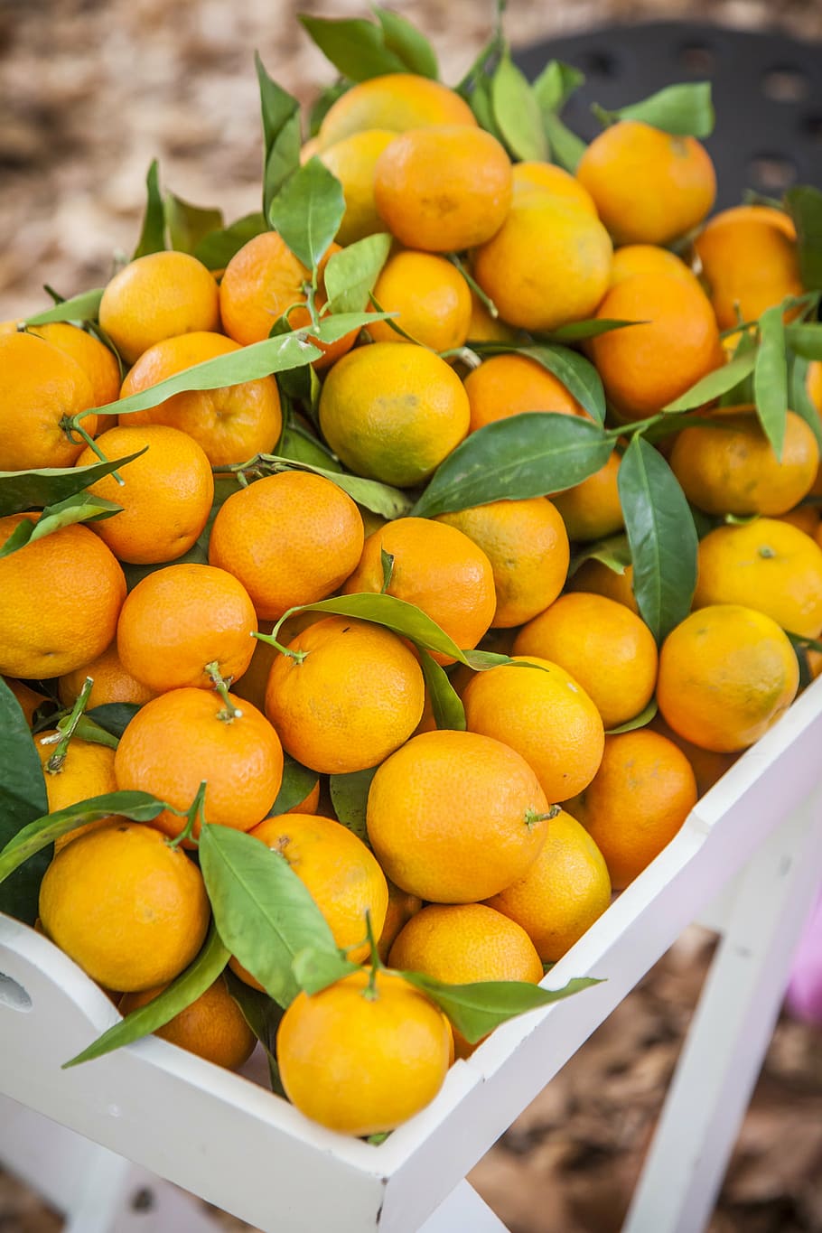 oranges, fresh juice, squeeze, disc, breakfast, fruits, peels HD wallpaper