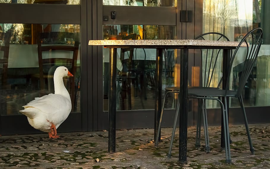 oca, bar, restaurant, coffee table, chairs, volatile, bird HD wallpaper