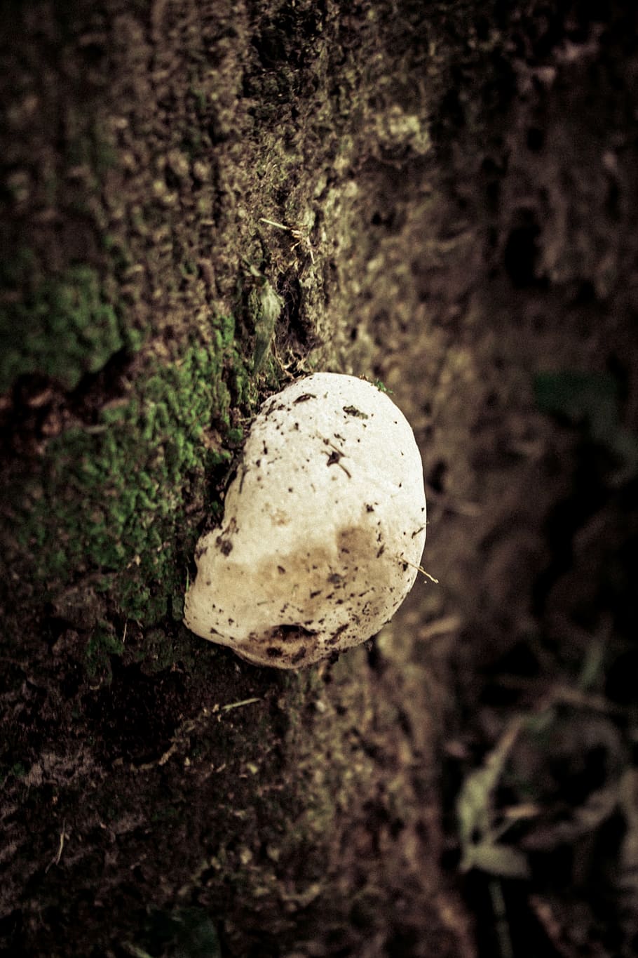 fungus, tree, vegetable, trunk, nature, bark, landscapes, tree trunk HD wallpaper