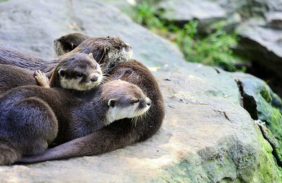 herd of otters laying on brown rock during daytime, small-clawed HD wallpaper