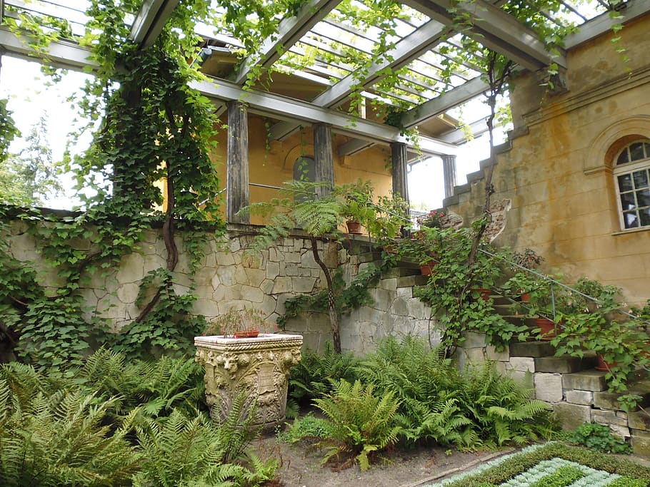 garden, wild, overgrown, plant, growth, architecture, built structure HD wallpaper