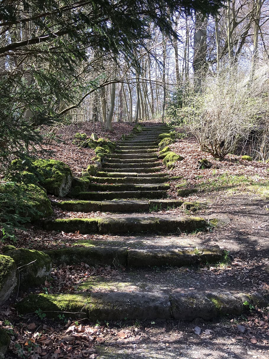 stairs, forest, gradually, forest path, landscape, rise, mood HD wallpaper