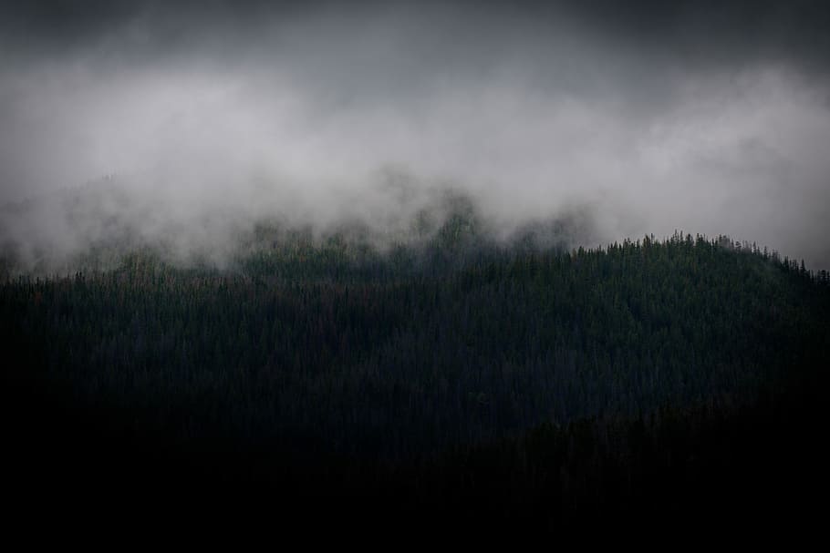 green trees covered with smoke, trees covered with fog, cloud HD wallpaper
