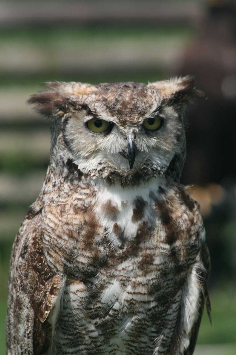 owl owl, feather, falconer, bird, beak, predator, prey, brown, HD wallpaper