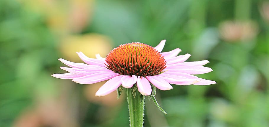 purple petaled flower in bloom, sun hat, pallida, echinacea HD wallpaper