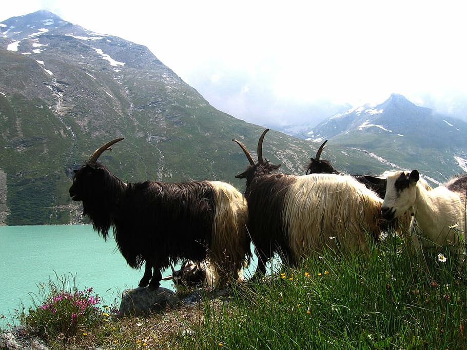 mountains, goats, view, mountain lake, animal, nature, grass HD wallpaper
