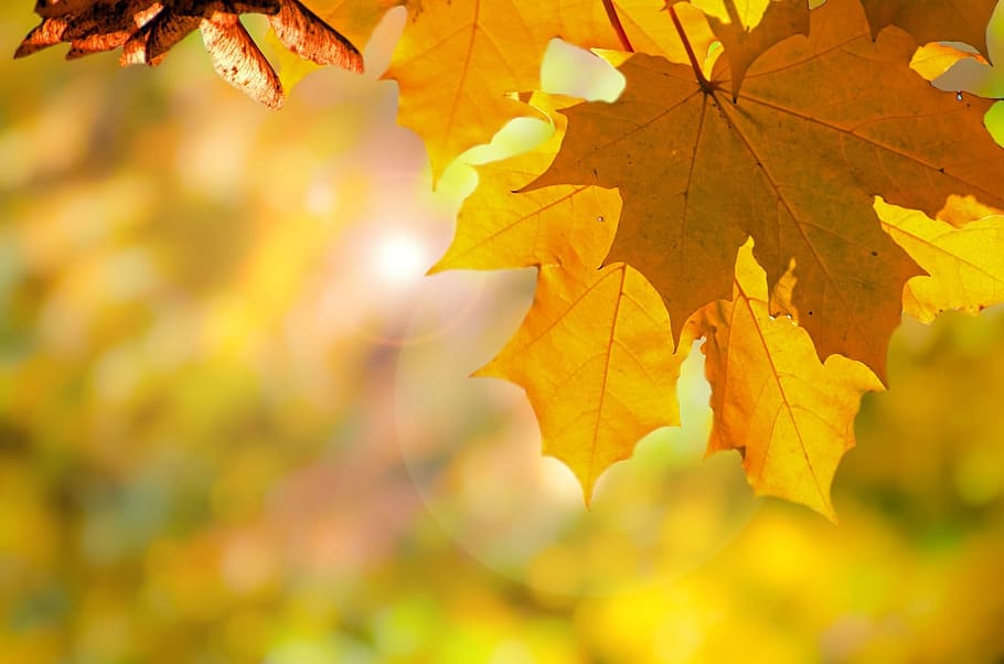 shallow focus photography of maple leaaf, autumn, tree, trees HD wallpaper