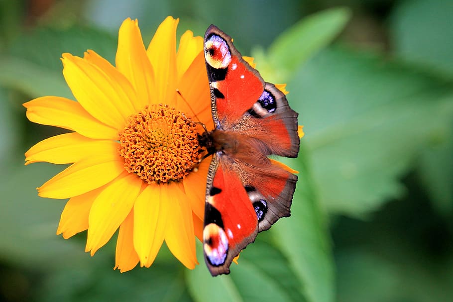 peacock butterfly, nature, summer, blossom, insect, flower, HD wallpaper