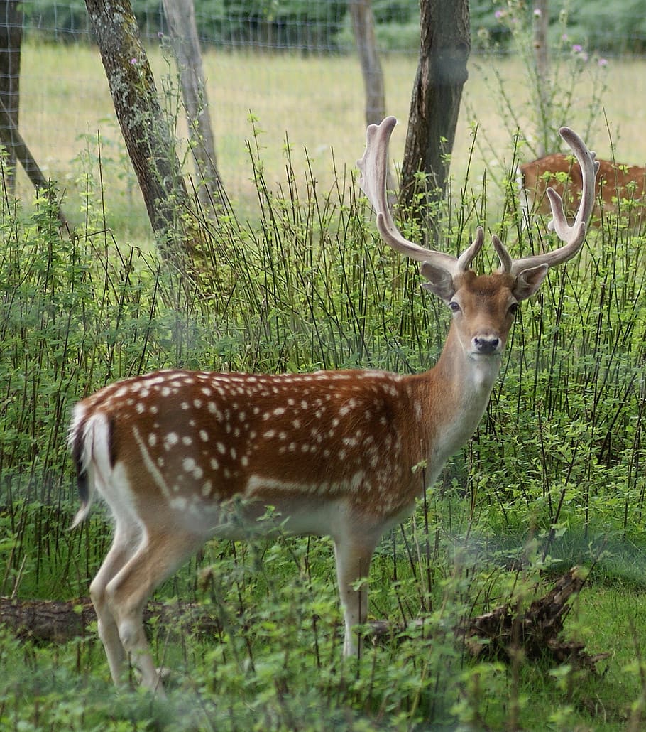 hirsch, forest, wild, scheu, animal, antler, wildlife, deer HD wallpaper