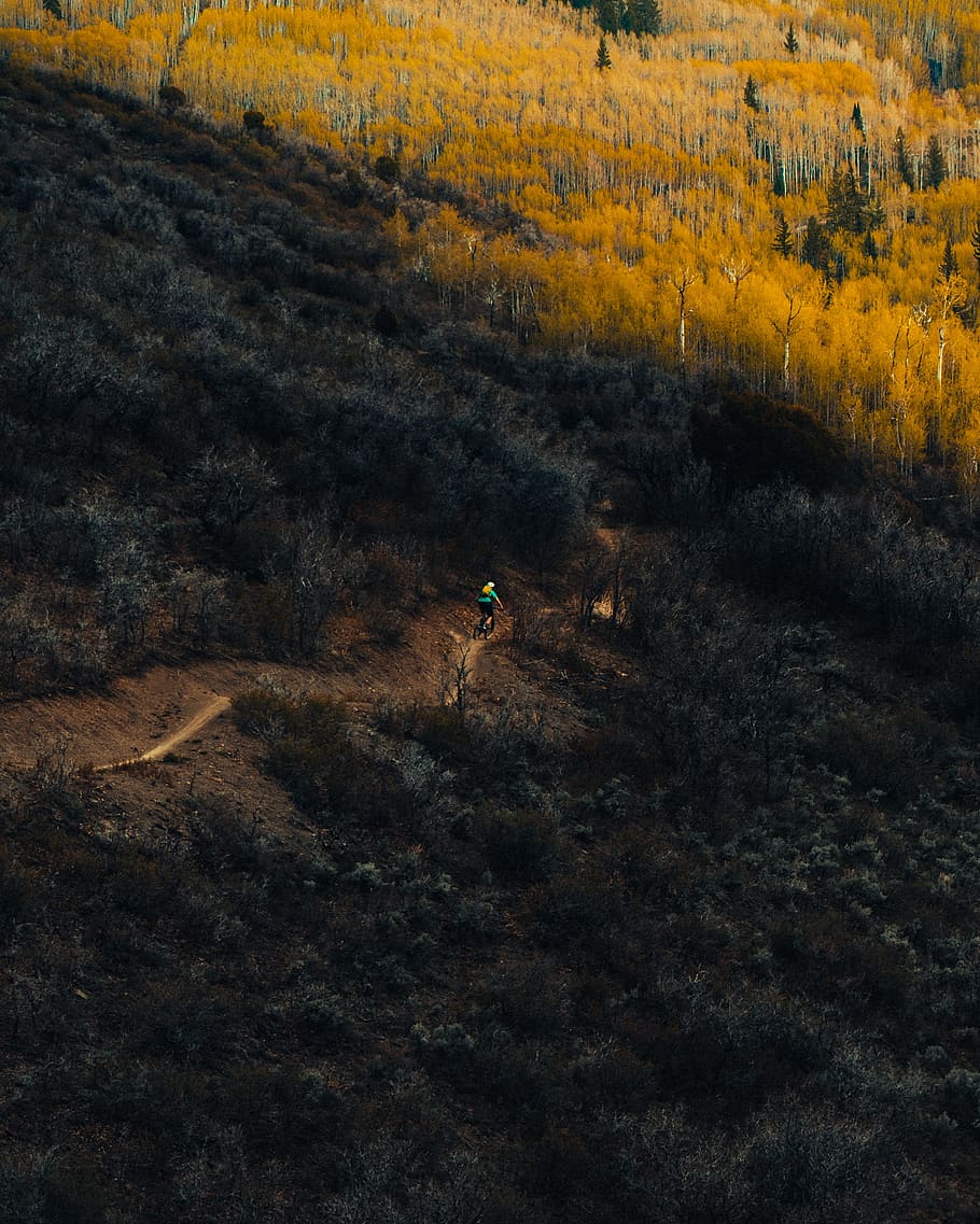 person riding bicycle in the middle of forest, person on bike going downhill in forest HD wallpaper