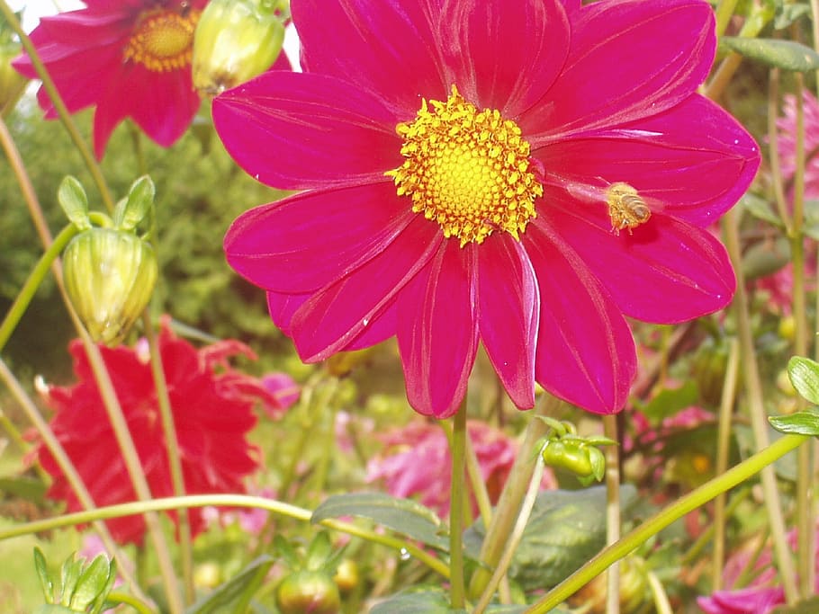 flower, macro, pink, dahlia, blossom, bloom, insect, garden HD wallpaper