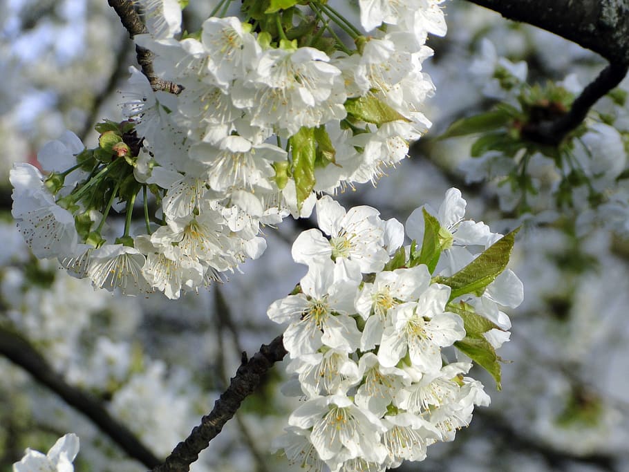 cherry blossom, flowers, spring, white, tree, pink, nature HD wallpaper