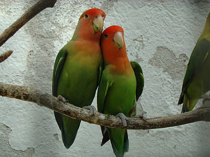 fauna, inseparable, bird, vertebrate, group of animals, animal wildlife HD wallpaper